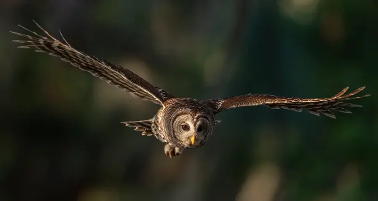 A Small Act of Kindness on Route 194: How a Community Helped Save a Barred Owl