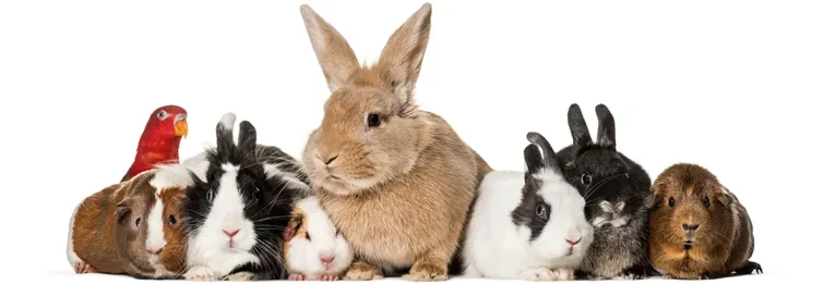 Thank You, Caroline!