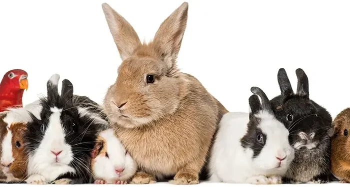 Thank You, Caroline!