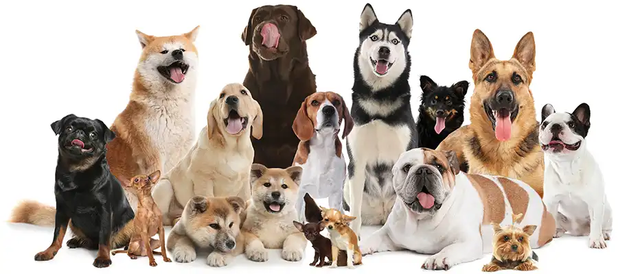 a-big-thank-you-to-the-south-carroll-high-school-leo-club