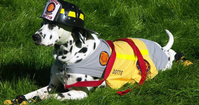 Domestic Pet Fire Safety