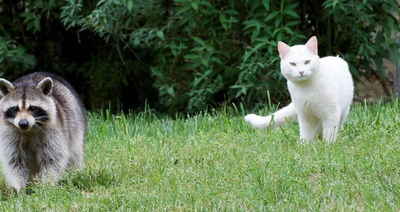 understanding-rabies