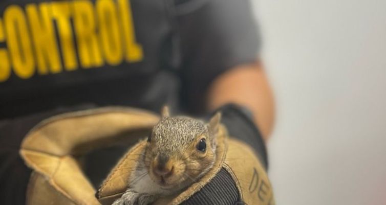 Tangled Tails, Brave Hearts: How We Saved Three Squirrels in Need