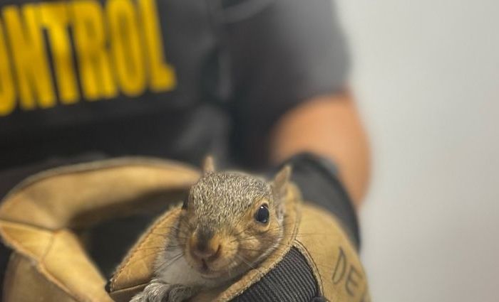 Tangled Tails, Brave Hearts: How We Saved Three Squirrels in Need