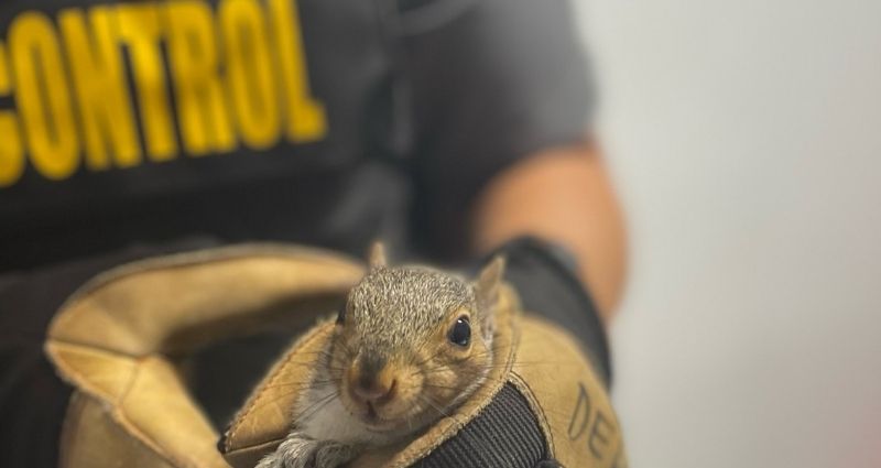 squirrel-saving
