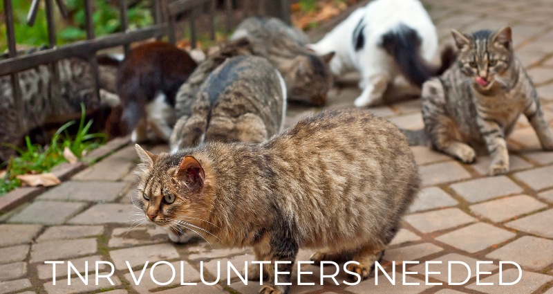 hscc-recruits-tnr-volunteers