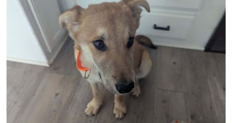 Happy Tails: Broomstick!