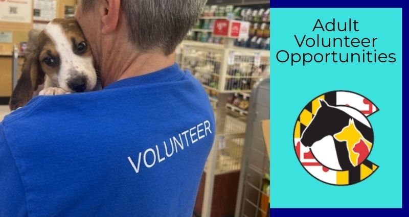 Volunteer Blog header